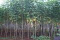 16:13, 7 பெப்பிரவரி 2025 இலிருந்த பதிப்புக்கான சிறு தோற்றம்