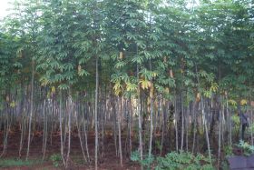 படிமம்:Maniic-cultivation-Jaffna.JPG