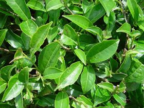 படிமம்:Csinensis.jpg