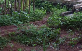 படிமம்:Herb-1.jpg