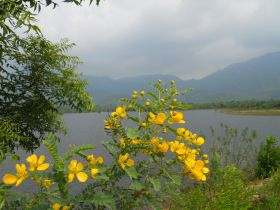 படிமம்:Avarampoo flower -2.jpeg