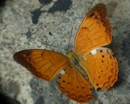 படிமம்:Cirrochroa thais.jpg