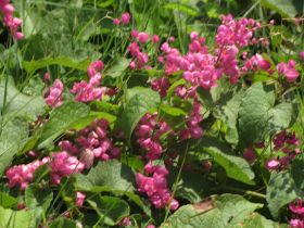 படிமம்:Flower Semmal.JPG