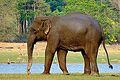15:52, 7 பெப்பிரவரி 2025 இலிருந்த பதிப்புக்கான சிறு தோற்றம்