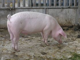 படிமம்:Sus scrofa scrofa.jpg