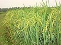 17:24, 7 பெப்பிரவரி 2025 இலிருந்த பதிப்புக்கான சிறு தோற்றம்
