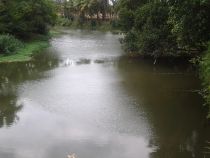 ChiraruAtSpring.jpg