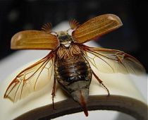 Maybug.jpg