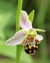 படிமம்:Ophrys apifera flower1.jpg